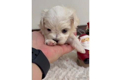 成約済の福岡県のマルチーズ-279304の4枚目