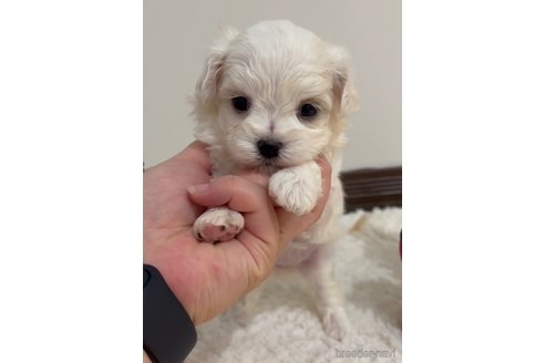 成約済の福岡県のマルチーズ-279304の5枚目