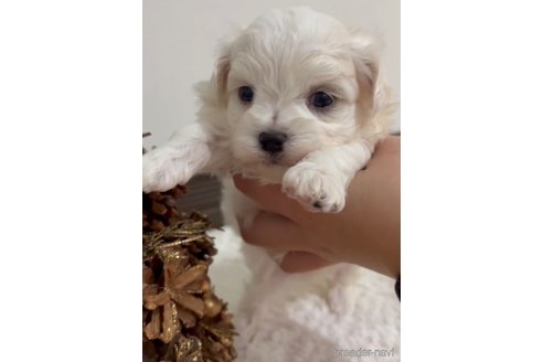 成約済の福岡県のマルチーズ-279304の3枚目