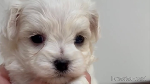 成約済の福岡県のマルチーズ-279304