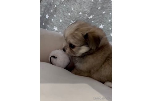 成約済の福岡県のチワマル:チワワ×マルチーズ-279308の4枚目