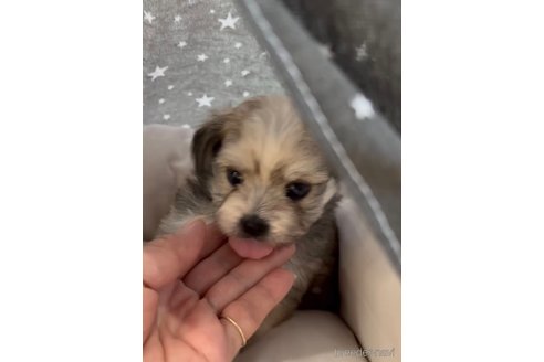 成約済の福岡県のチワマル:チワワ×マルチーズ-279308の5枚目