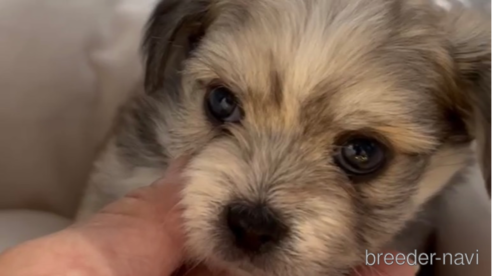 成約済の福岡県のチワマル:チワワ×マルチーズ-279308の3枚目