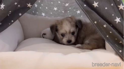 成約済の福岡県のチワマル:チワワ×マルチーズ-279308の2枚目