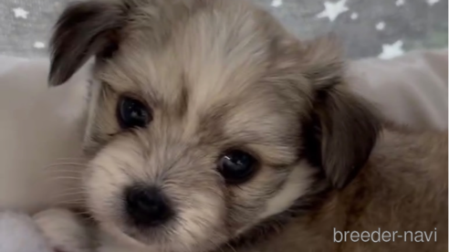 成約済の福岡県のチワマル:チワワ×マルチーズ-279308