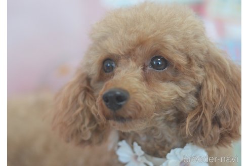 成約済の埼玉県のトイプードル-279365の3枚目