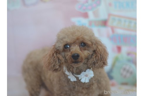 成約済の埼玉県のトイプードル-279365の2枚目