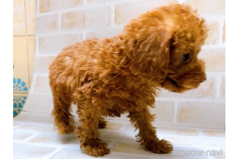 成約済の東京都のタイニープードル-278621の2枚目