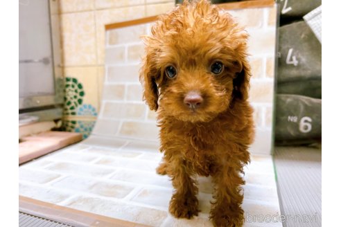 成約済の東京都のタイニープードル-278621の4枚目