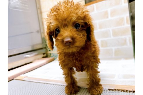 成約済の東京都のタイニープードル-278621の5枚目