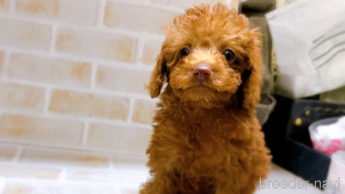 成約済の東京都のタイニープードル-278621の1枚目