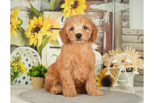 成約済の千葉県のトイプードル-279383