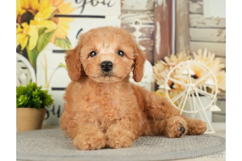 成約済の千葉県のトイプードル-279383の8枚目