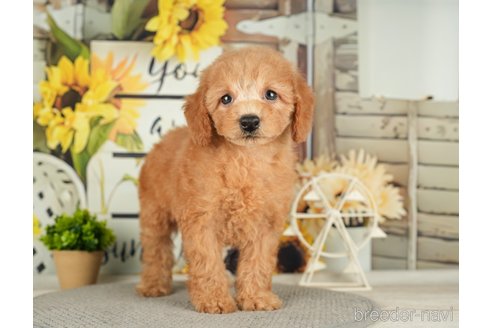 成約済の千葉県のトイプードル-279383の9枚目