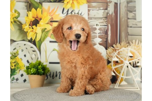 成約済の千葉県のトイプードル-279383の5枚目