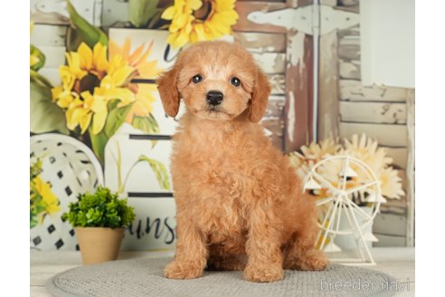 成約済の千葉県のトイプードル-279383の6枚目