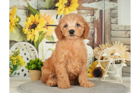 成約済の千葉県のトイプードル-279383の7枚目