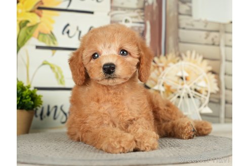 成約済の千葉県のトイプードル-279383の3枚目