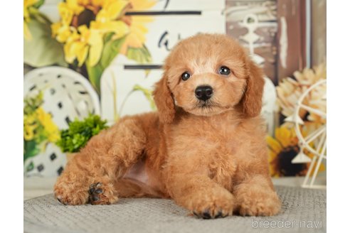 成約済の千葉県のトイプードル-279383の4枚目