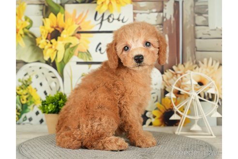 成約済の千葉県のトイプードル-279383の2枚目