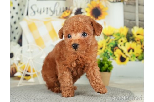 成約済の千葉県のトイプードル-279384の7枚目