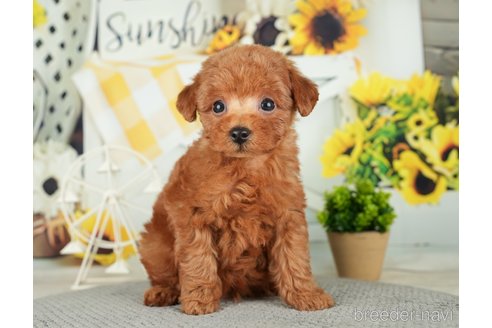 成約済の千葉県のトイプードル-279384