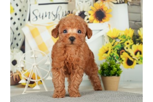 成約済の千葉県のトイプードル-279384の5枚目