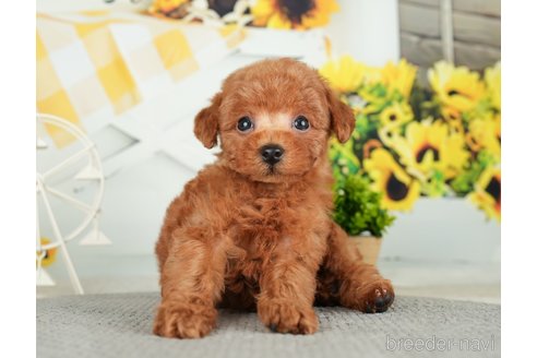 成約済の千葉県のトイプードル-279384の2枚目