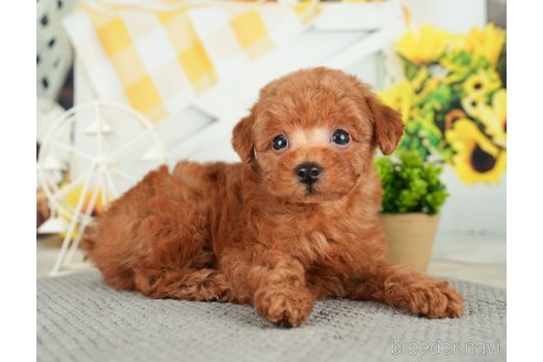 成約済の千葉県のトイプードル-279384の3枚目