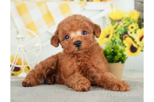 成約済の千葉県のトイプードル-279384の4枚目