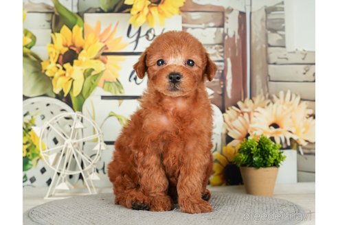 成約済の千葉県のトイプードル-279386の1枚目