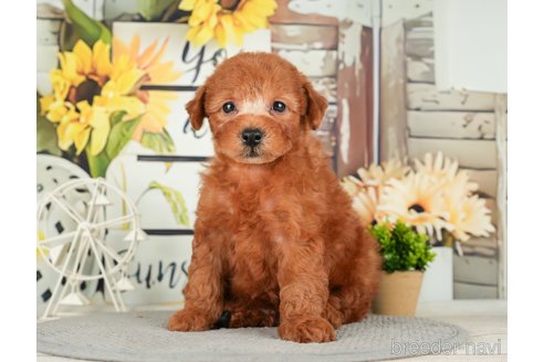 成約済の千葉県のトイプードル-279386の7枚目