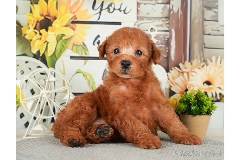 成約済の千葉県のトイプードル-279386の6枚目