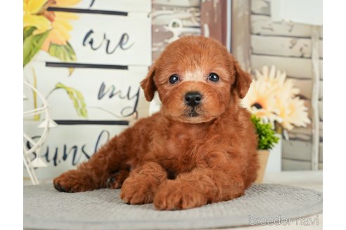 成約済の千葉県のトイプードル-279386の2枚目