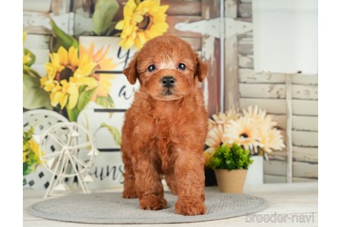 成約済の千葉県のトイプードル-279386の3枚目