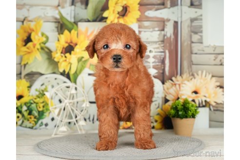 成約済の千葉県のトイプードル-279386の4枚目