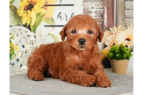 成約済の千葉県のトイプードル-279386の5枚目