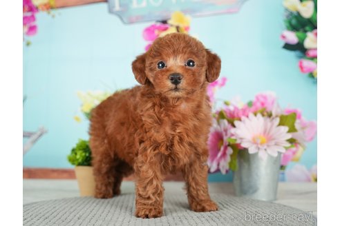 成約済の千葉県のトイプードル-279387の1枚目