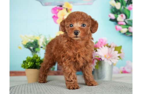 成約済の千葉県のトイプードル-279387の11枚目