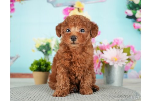 成約済の千葉県のトイプードル-279387の7枚目