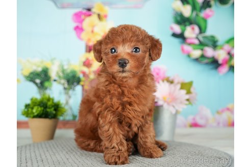 成約済の千葉県のトイプードル-279387の8枚目