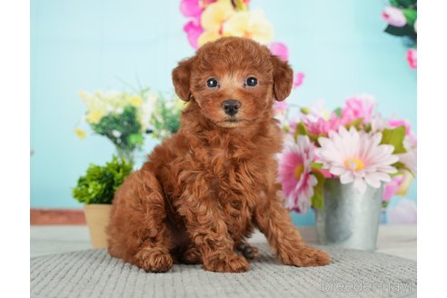 成約済の千葉県のトイプードル-279387の9枚目