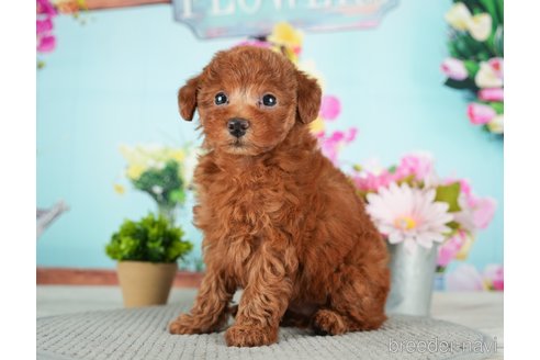 成約済の千葉県のトイプードル-279387の10枚目