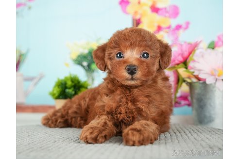 成約済の千葉県のトイプードル-279387の6枚目