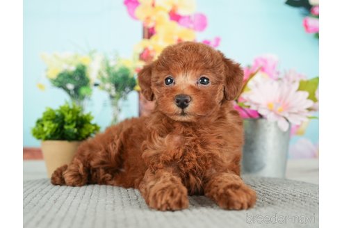 成約済の千葉県のトイプードル-279387の3枚目