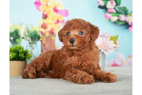 成約済の千葉県のトイプードル-279387の4枚目