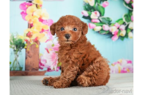 成約済の千葉県のトイプードル-279387の5枚目