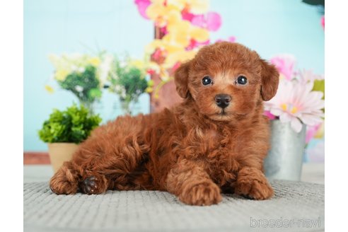 成約済の千葉県のトイプードル-279387の2枚目