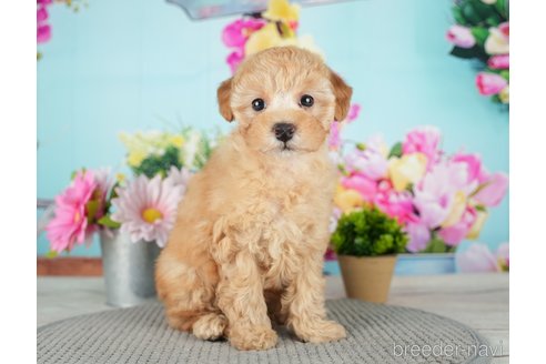 成約済の千葉県のトイプードル-279388の1枚目