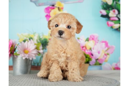 成約済の千葉県のトイプードル-279388の7枚目